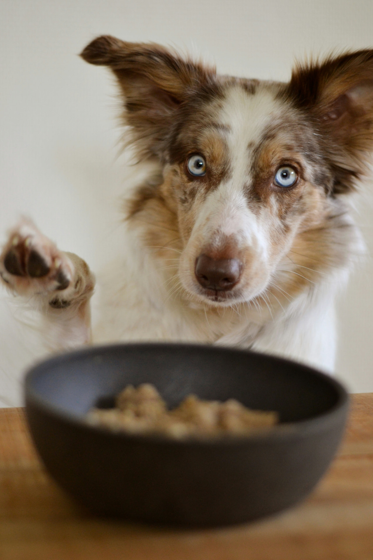 Curious dog with bright blue eyes behind a bowl of Wrigletz treats
